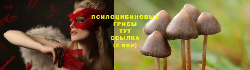 Галлюциногенные грибы Psilocybine cubensis  Ликино-Дулёво 